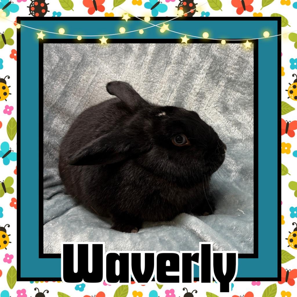 Enlarge Waverly, a Adopted Bunny Rabbit in Elizabethtown, KY image 1/4