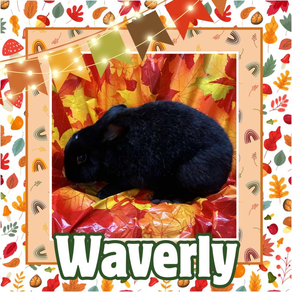 Enlarge Waverly, a Adopted Bunny Rabbit in Elizabethtown, KY image 3/4