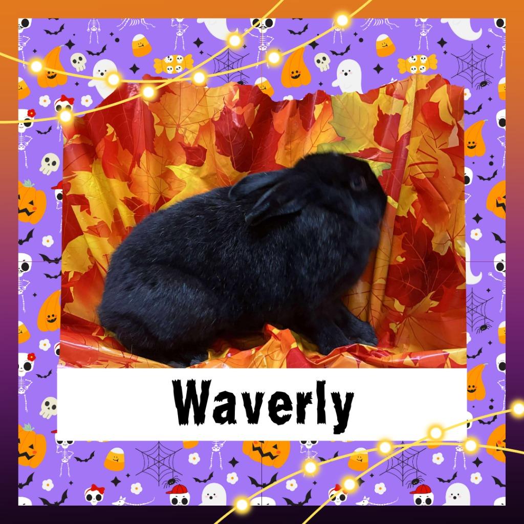 Enlarge Waverly, a Adopted Bunny Rabbit in Elizabethtown, KY image 4/4