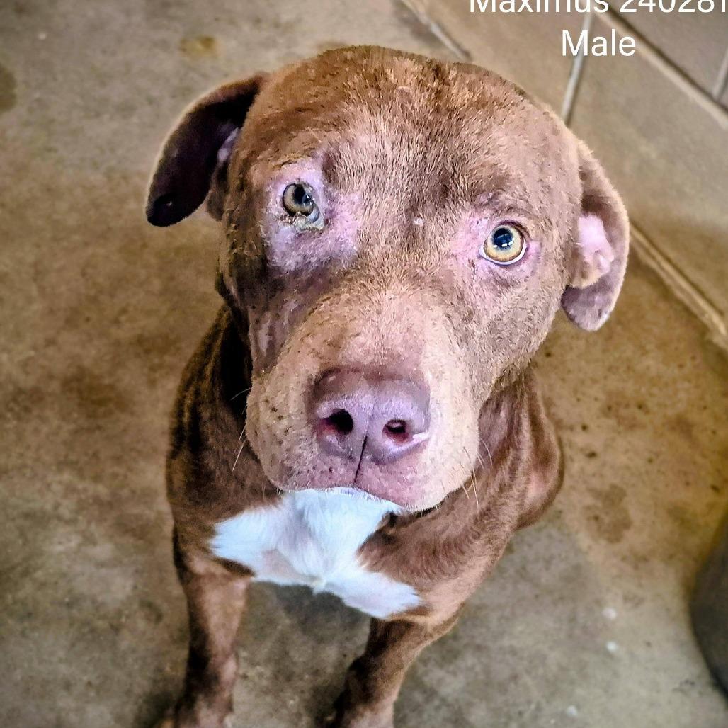 Enlarge Maximus, a Adoptable mixed breed in Edinburg, TX image 1/3