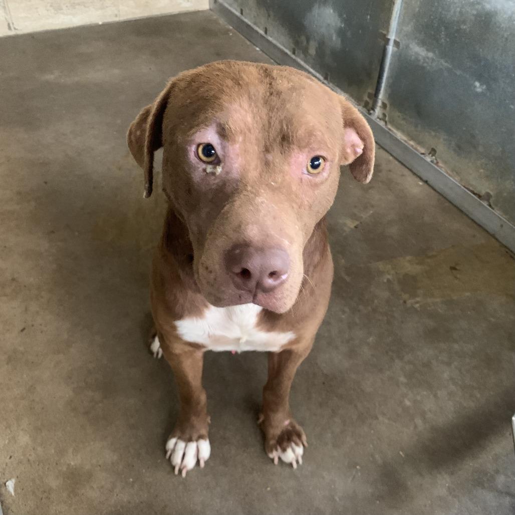 Enlarge Maximus, a Adoptable mixed breed in Edinburg, TX image 2/3