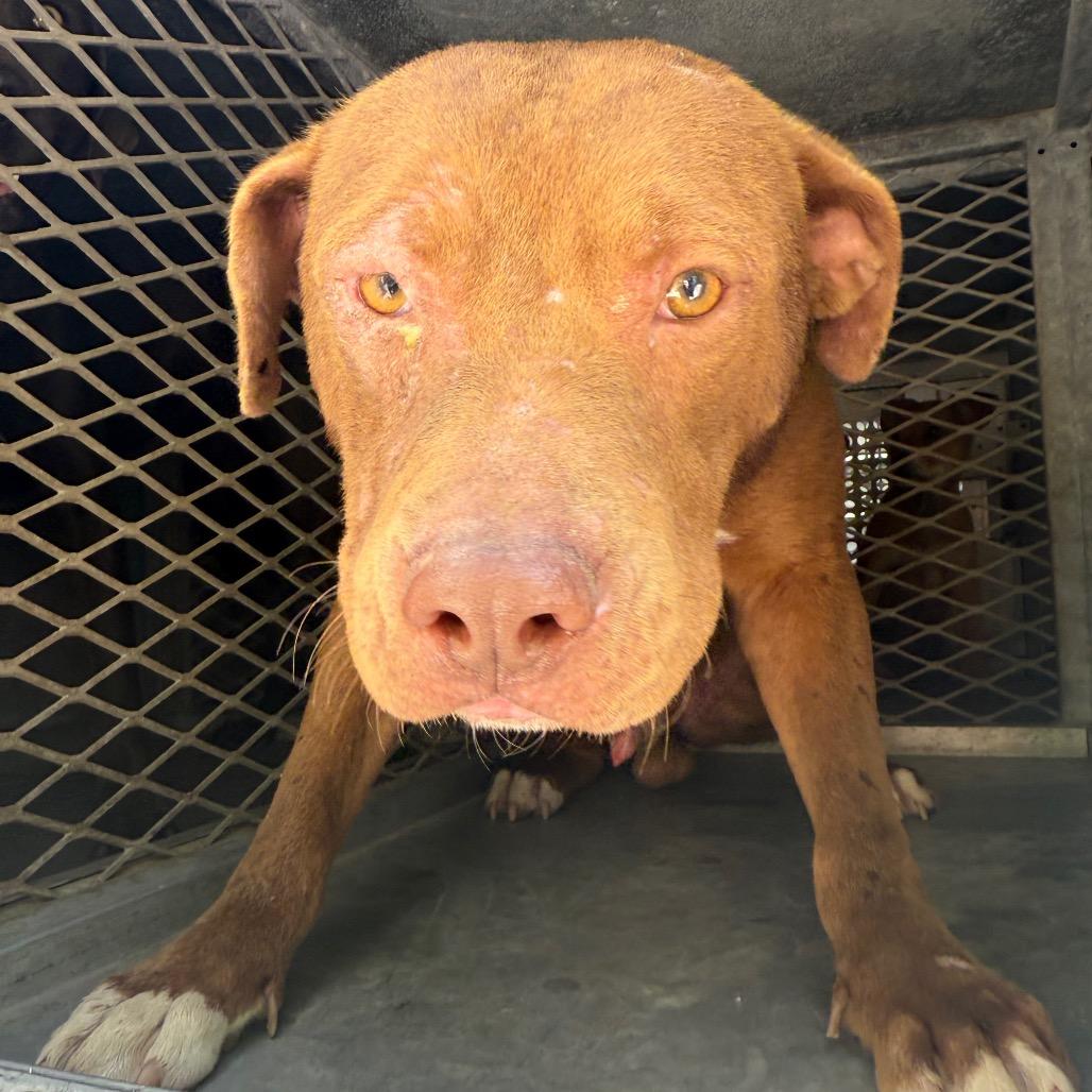 Enlarge Maximus, a Adoptable mixed breed in Edinburg, TX image 3/3