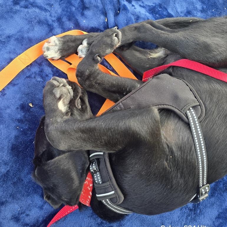 Enlarge Ethan D71164, a Adoptable mixed breed in Minnetonka, MN image 1/6