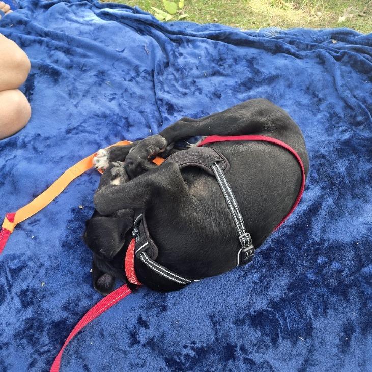 Enlarge Ethan D71164, a Adoptable mixed breed in Minnetonka, MN image 2/6