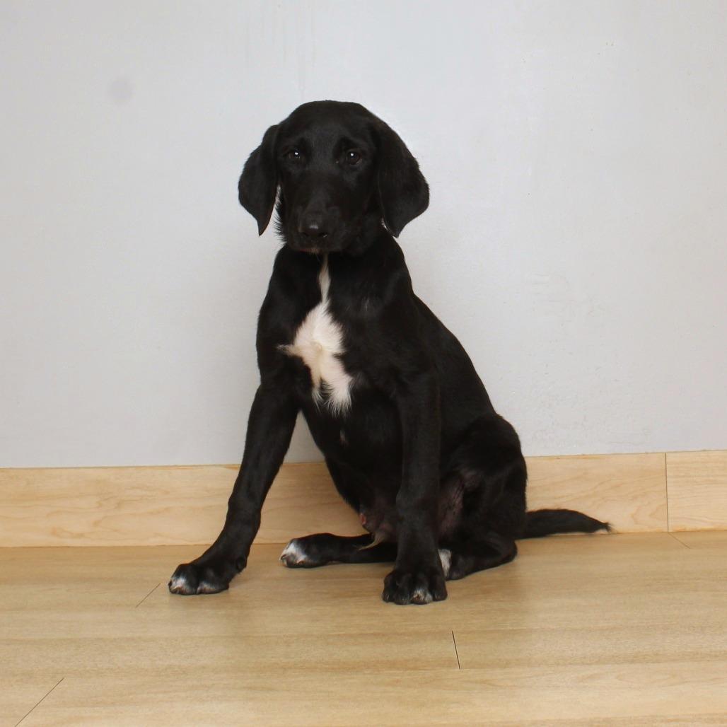 Enlarge Ethan D71164, a Adoptable mixed breed in Minnetonka, MN image 3/6