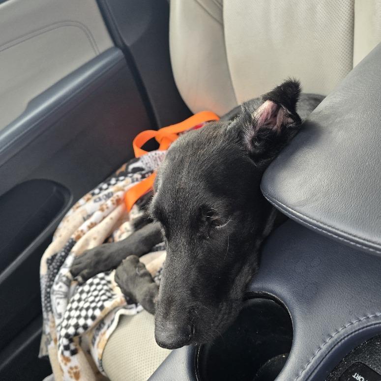 Enlarge Ethan D71164, a Adoptable mixed breed in Minnetonka, MN image 4/6
