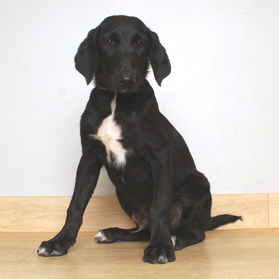 Enlarge Ethan D71164, a Adoptable mixed breed in Minnetonka, MN image 5/6