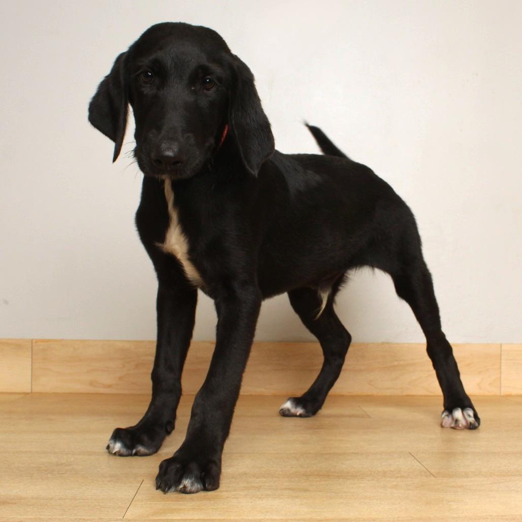 Enlarge Ethan D71164, a Adoptable mixed breed in Minnetonka, MN image 6/6