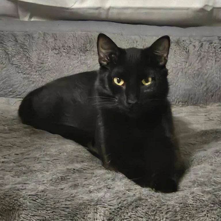 Enlarge Little Muffin, a Adoptable Domestic Short Hair in Waverly, IA image 1/5