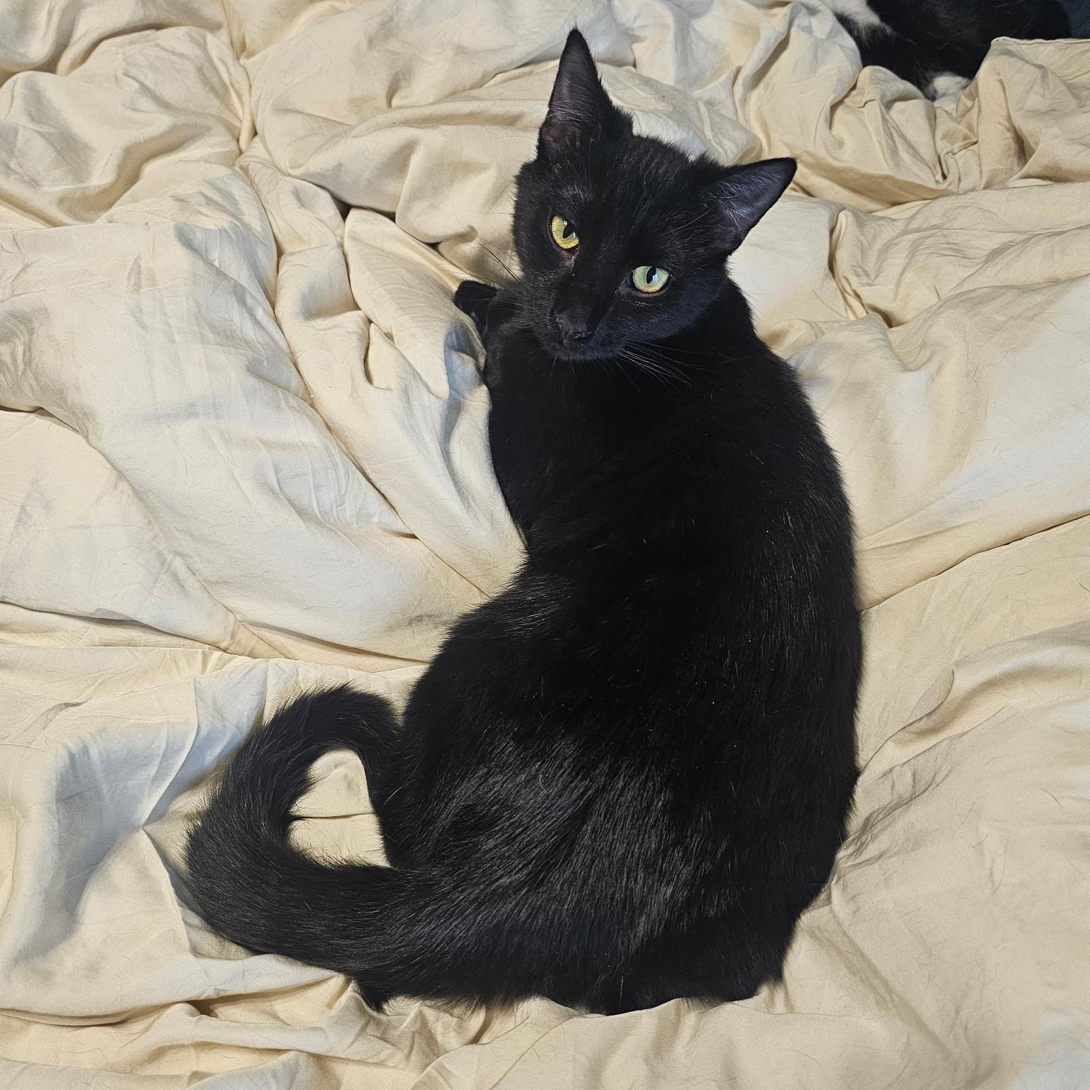 Enlarge Little Muffin, a Adoptable Domestic Short Hair in Waverly, IA image 1/4