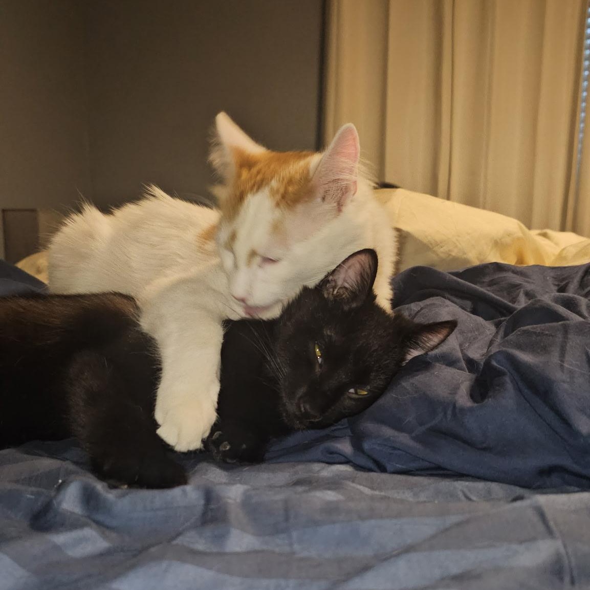 Enlarge Little Muffin, a Adoptable Domestic Short Hair in Waverly, IA image 3/4