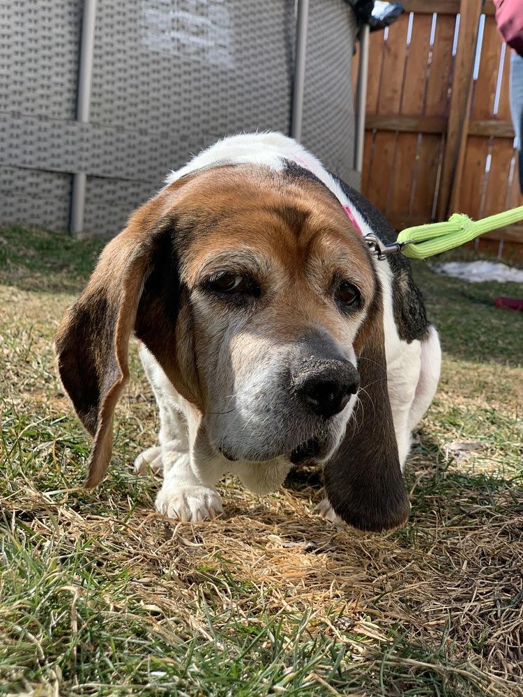 Meredith, Adoptable, Senior Female Basset Hound.