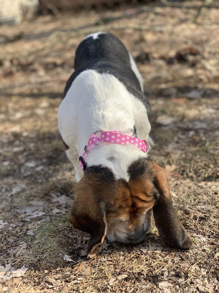 Enlarge Meredith, a Adoptable mixed breed in Grand Rapids, MI image 2/4