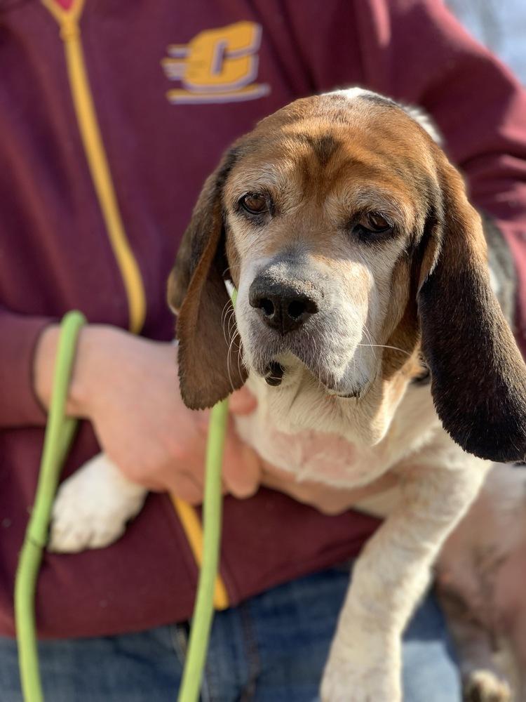 Enlarge Meredith, a Adoptable mixed breed in Grand Rapids, MI image 3/4