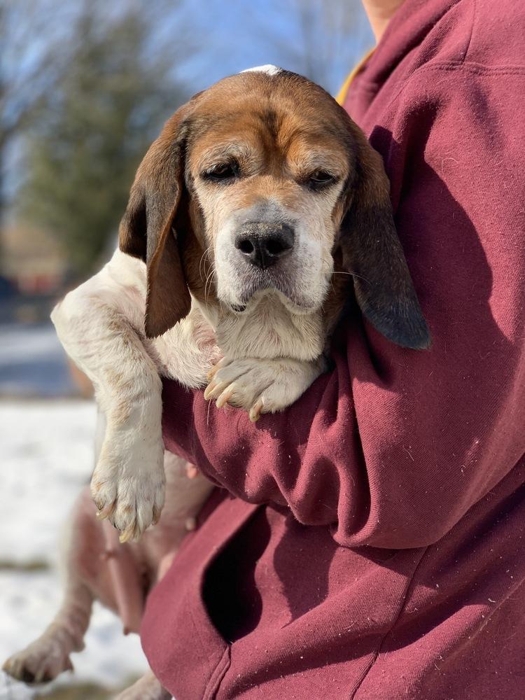 Enlarge Meredith, a Adoptable mixed breed in Grand Rapids, MI image 4/4