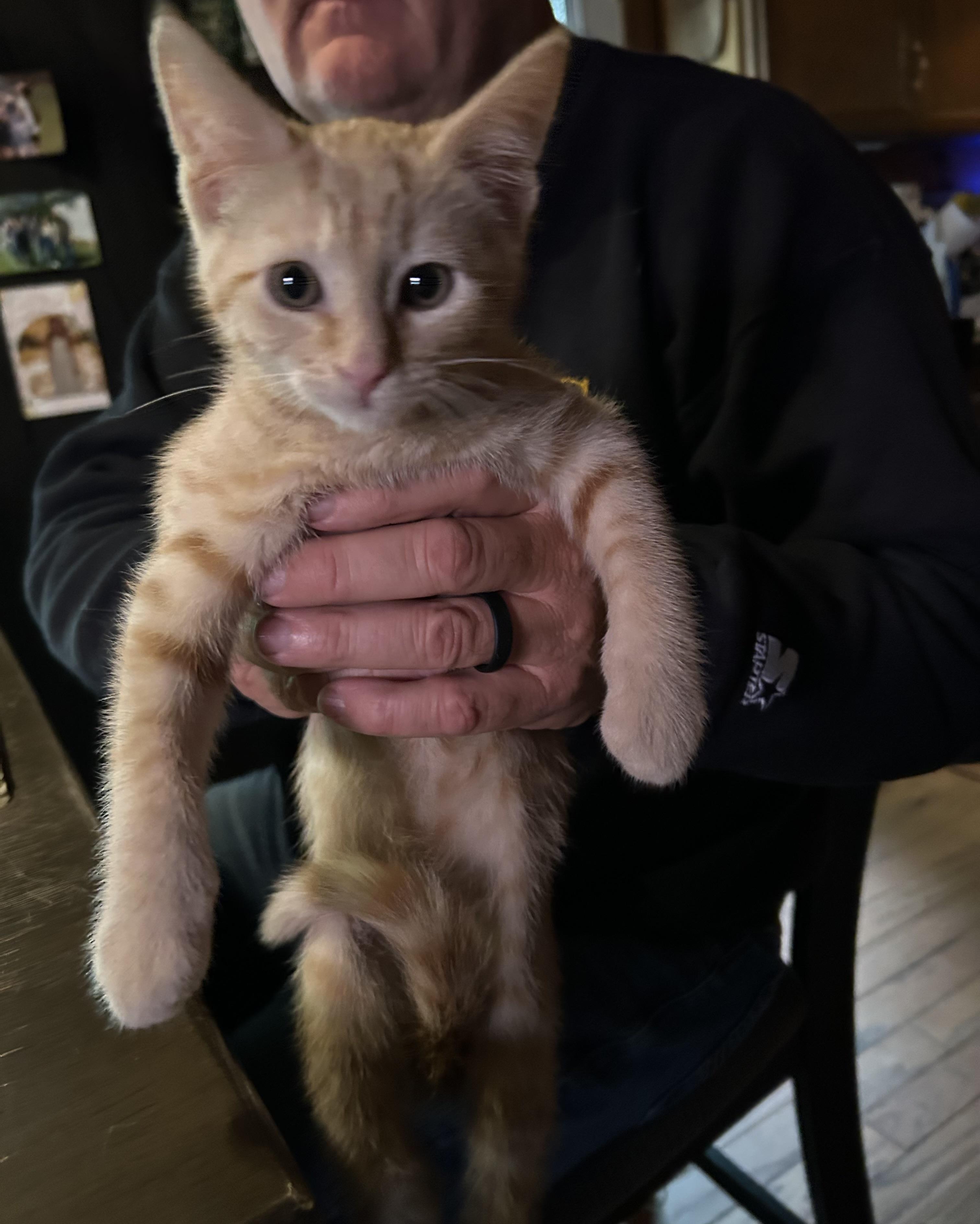 Toulouse, a ADOPTABLE Tabby in Kannapolis, NC image 3/4