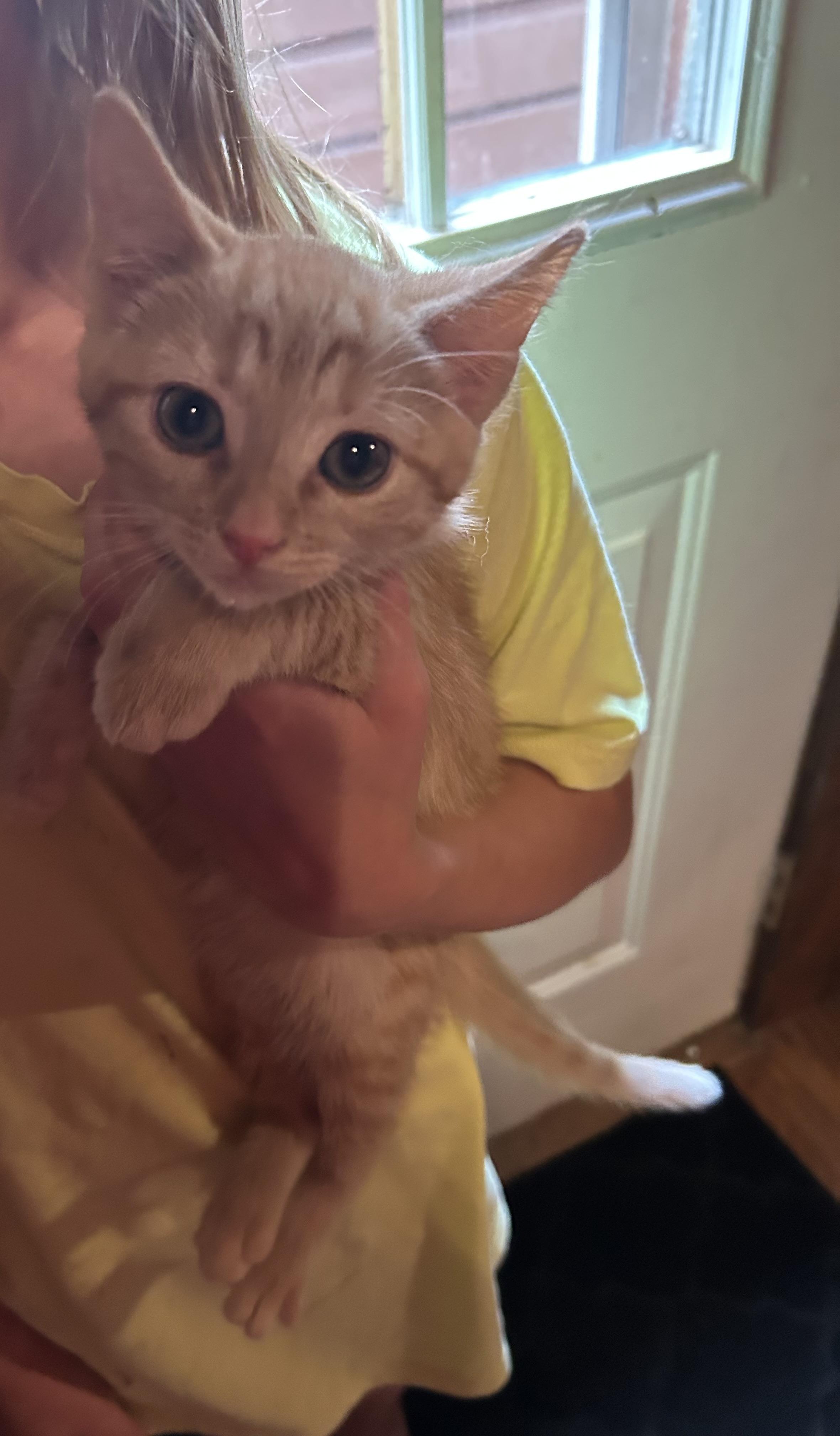 Toulouse, a ADOPTABLE Tabby in Kannapolis, NC image 2/4