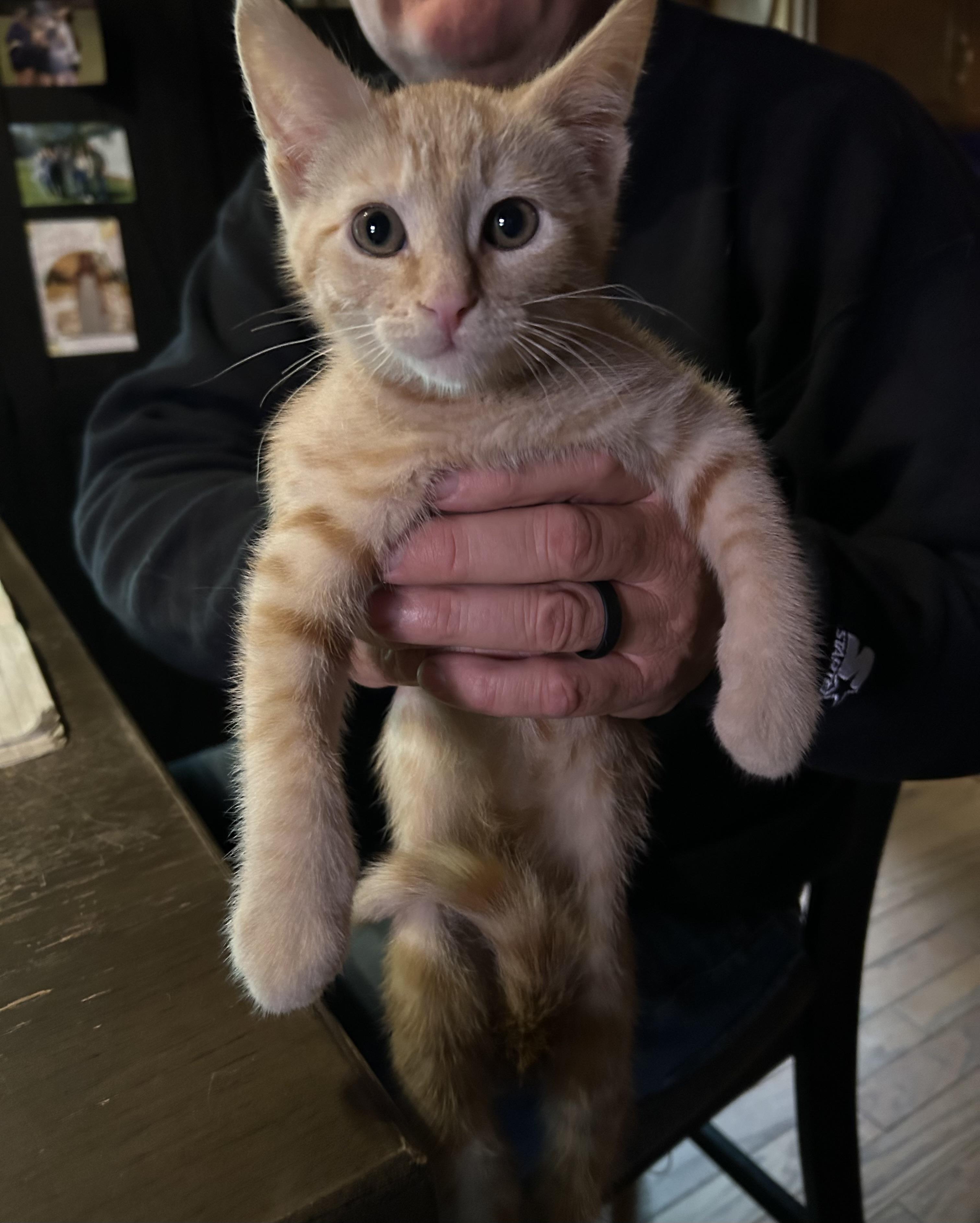 Toulouse, a ADOPTABLE Tabby in Kannapolis, NC image 4/4