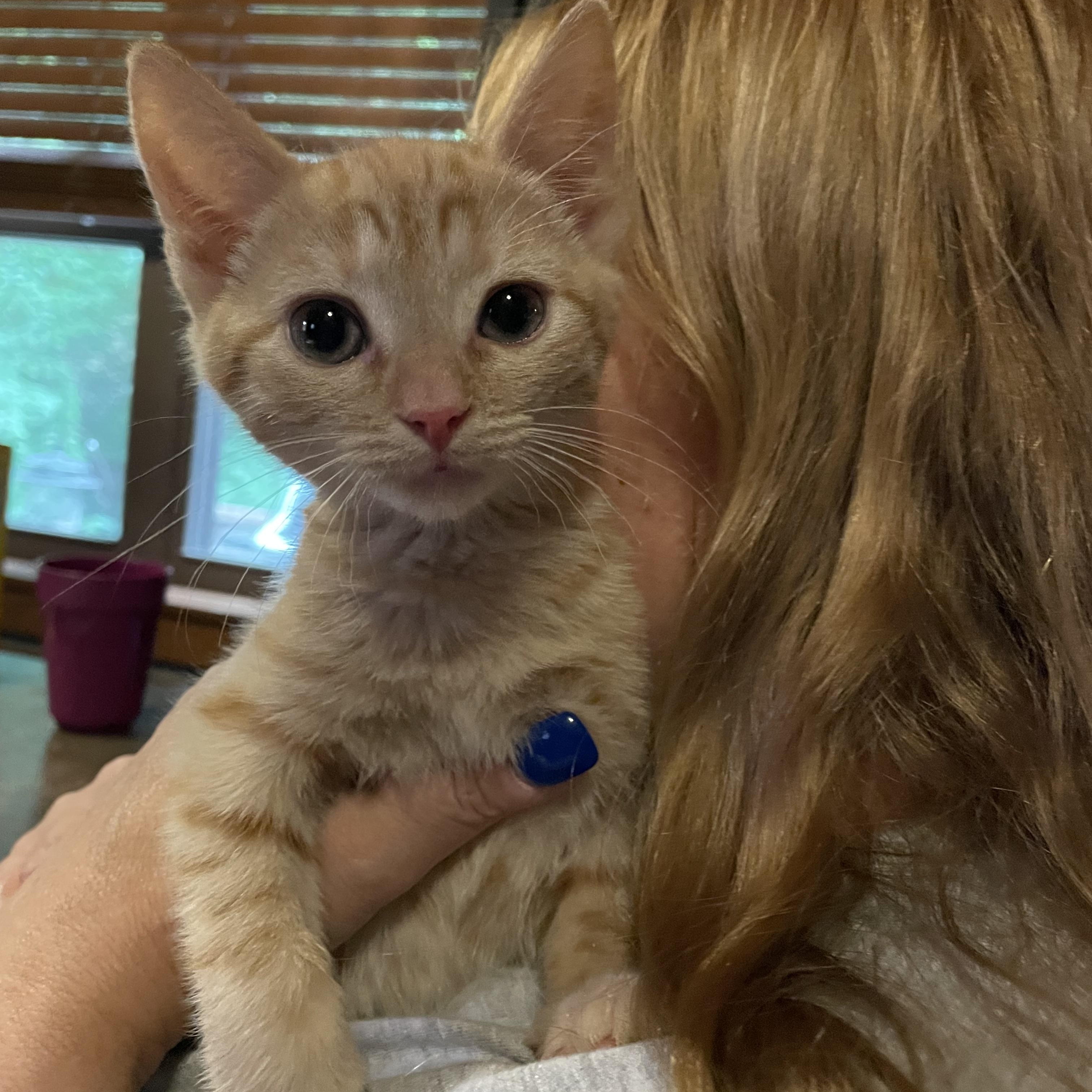 Toulouse, ADOPTABLE, Kitten Male Tabby.