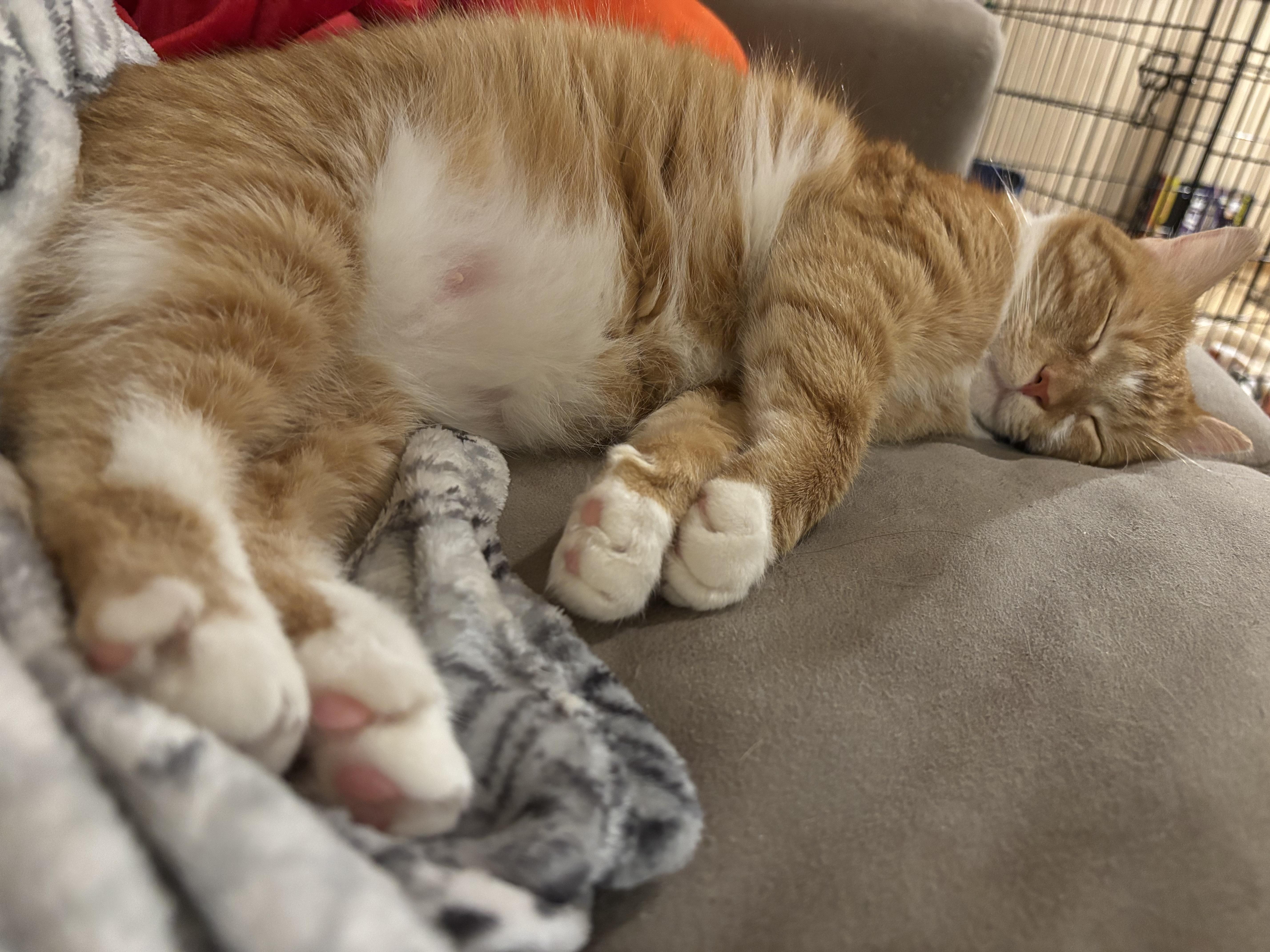 Jupiter, a ADOPTABLE Domestic Short Hair in Dover, DE image 4/6