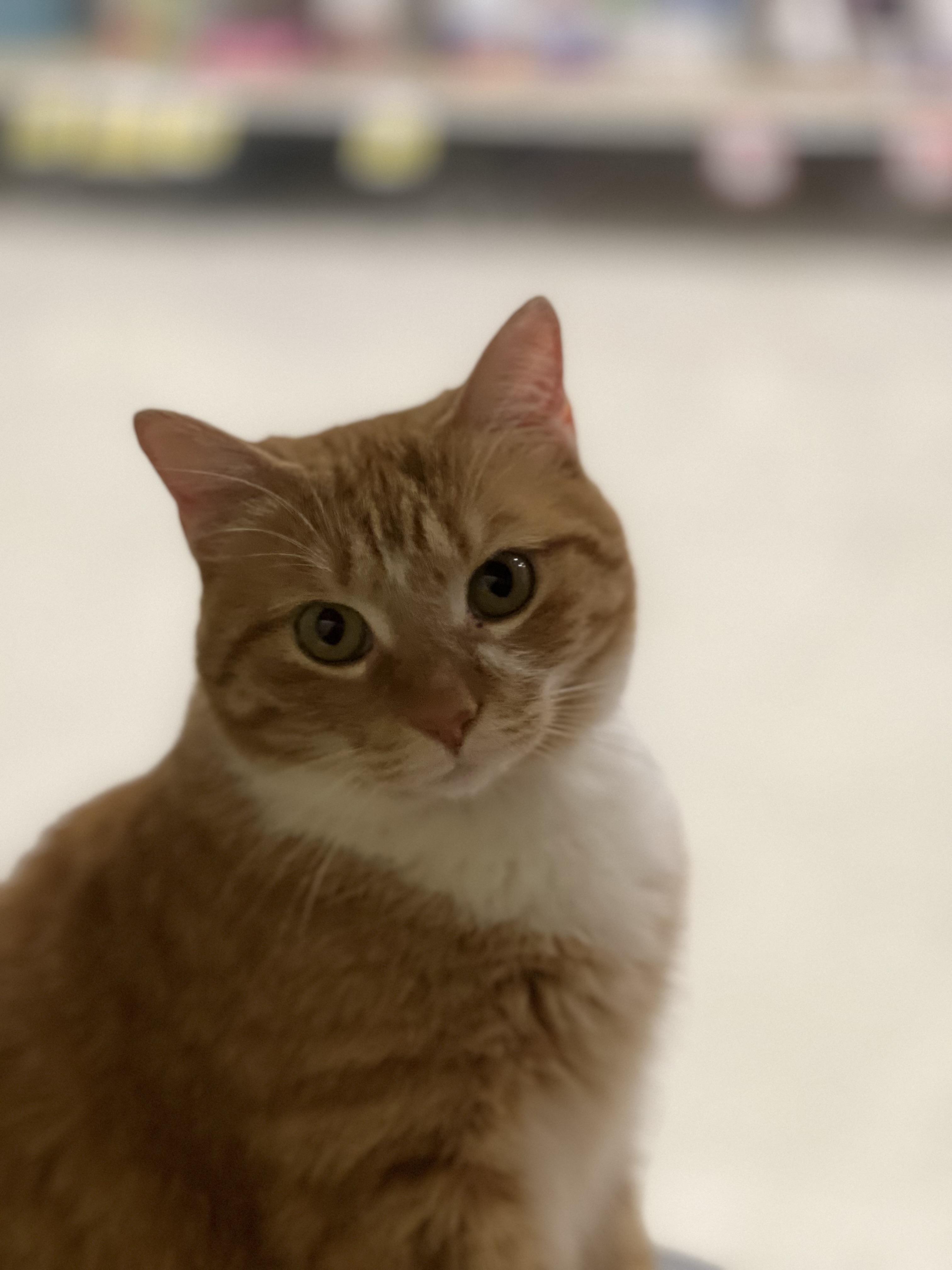Jupiter, ADOPTABLE, Adult Female Domestic Short Hair.