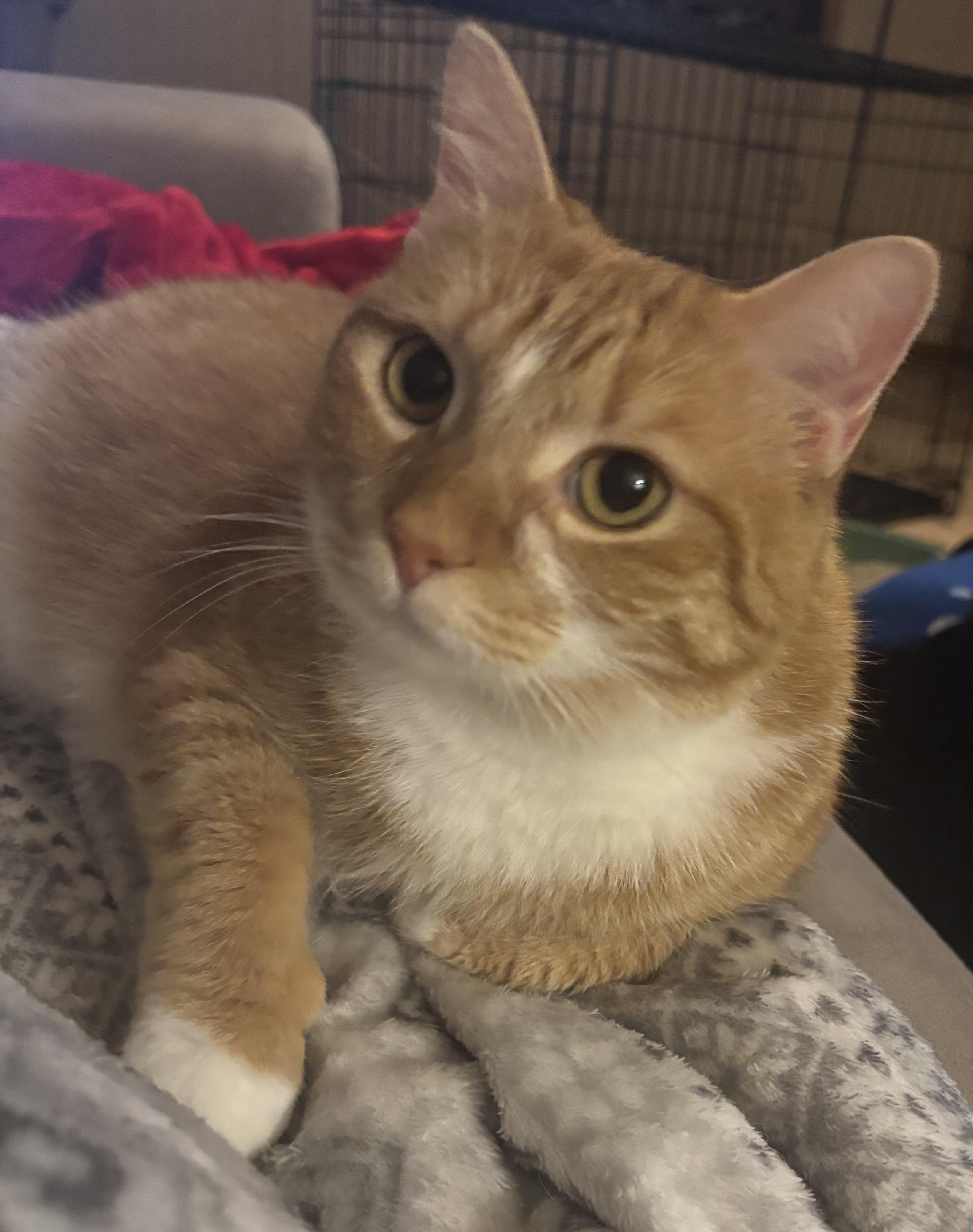 Jupiter, a ADOPTABLE Domestic Short Hair in Dover, DE image 1/6