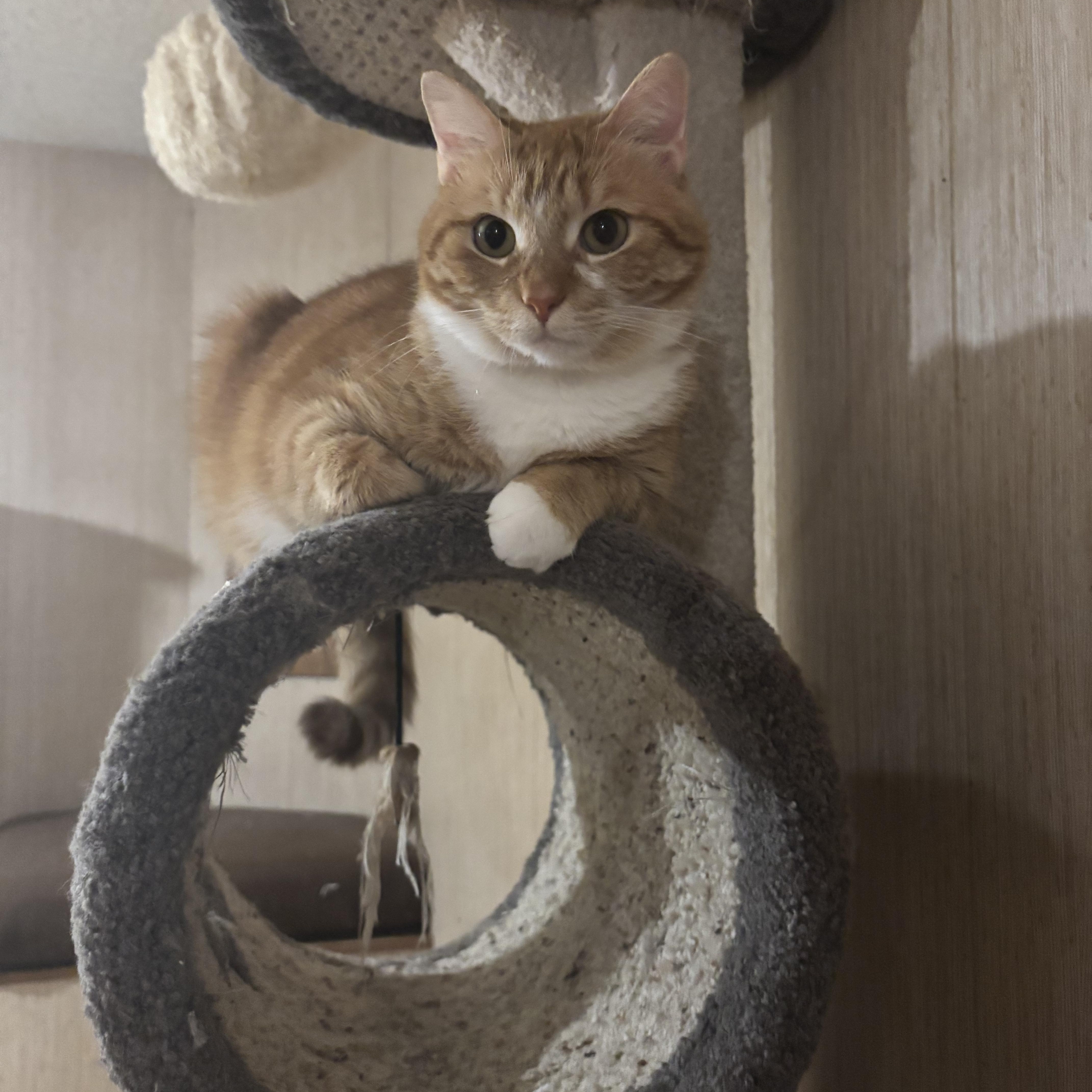 Jupiter, a ADOPTABLE Domestic Short Hair in Dover, DE image 6/6