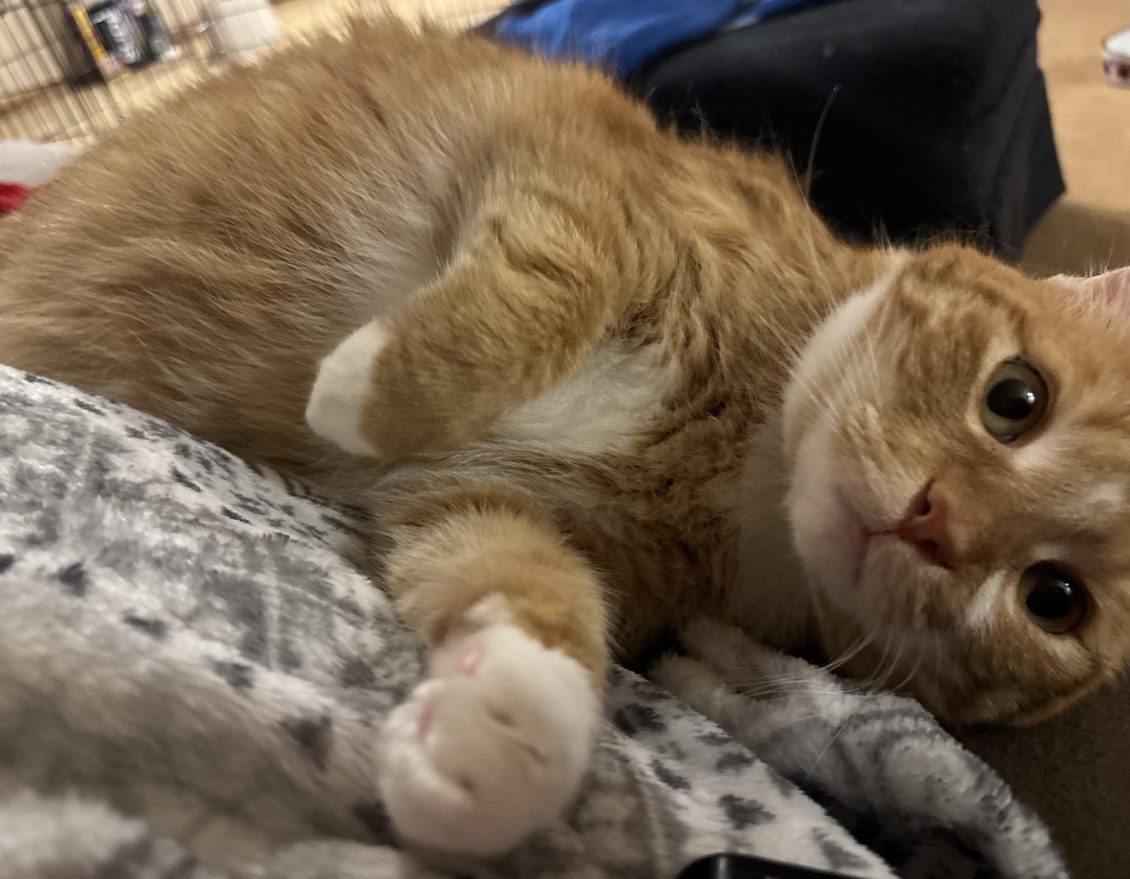 Jupiter, a ADOPTABLE Domestic Short Hair in Dover, DE image 3/6