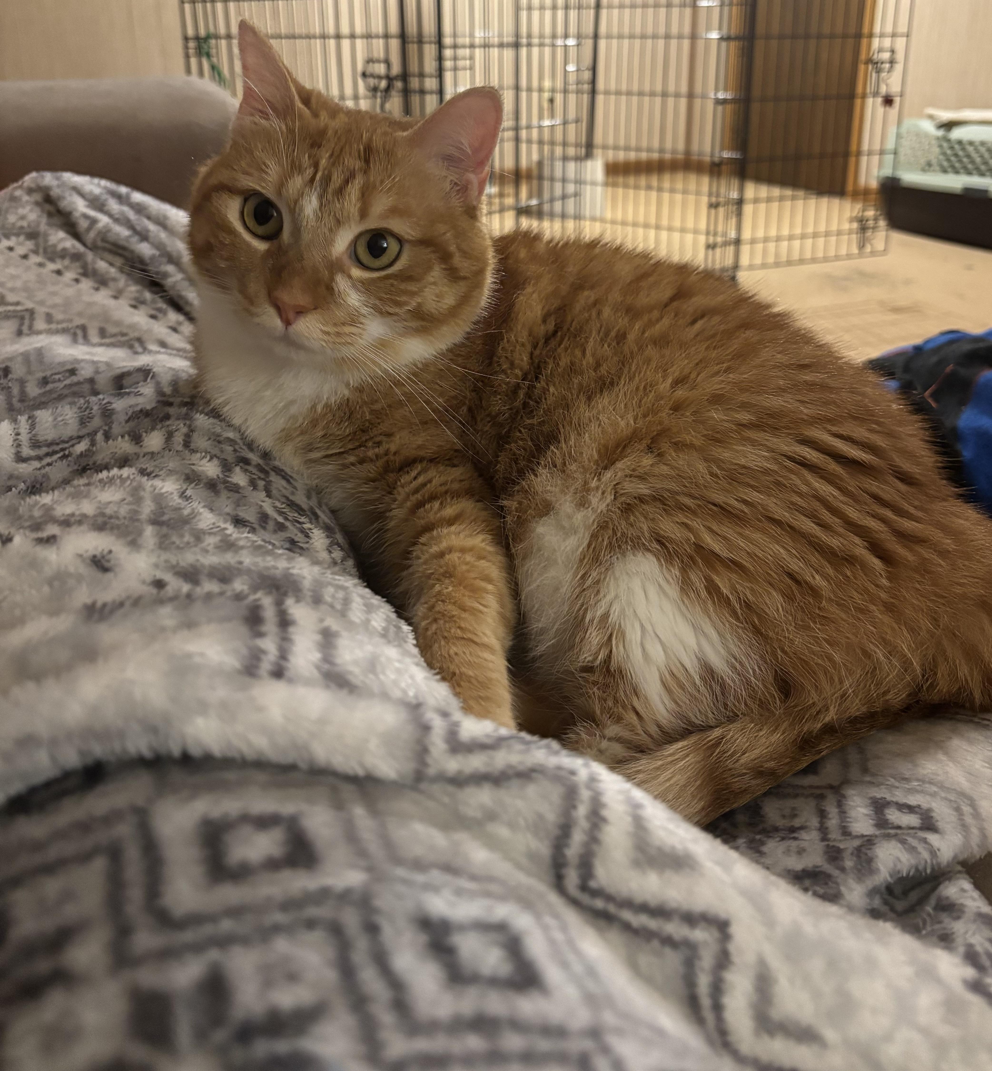 Jupiter, a ADOPTABLE Domestic Short Hair in Dover, DE image 2/6