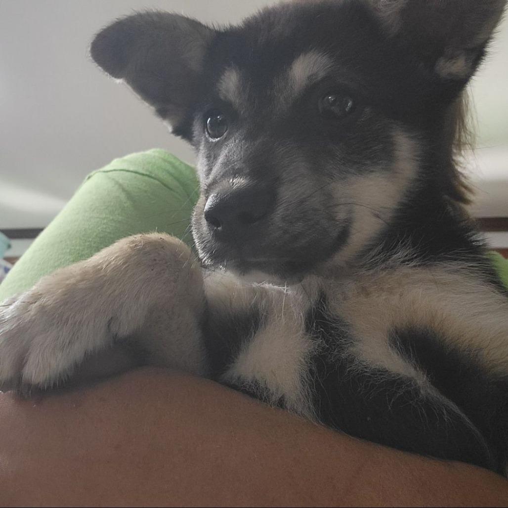 CT Jack, Adoptable, Puppy Male Shepherd & Mixed Breed.