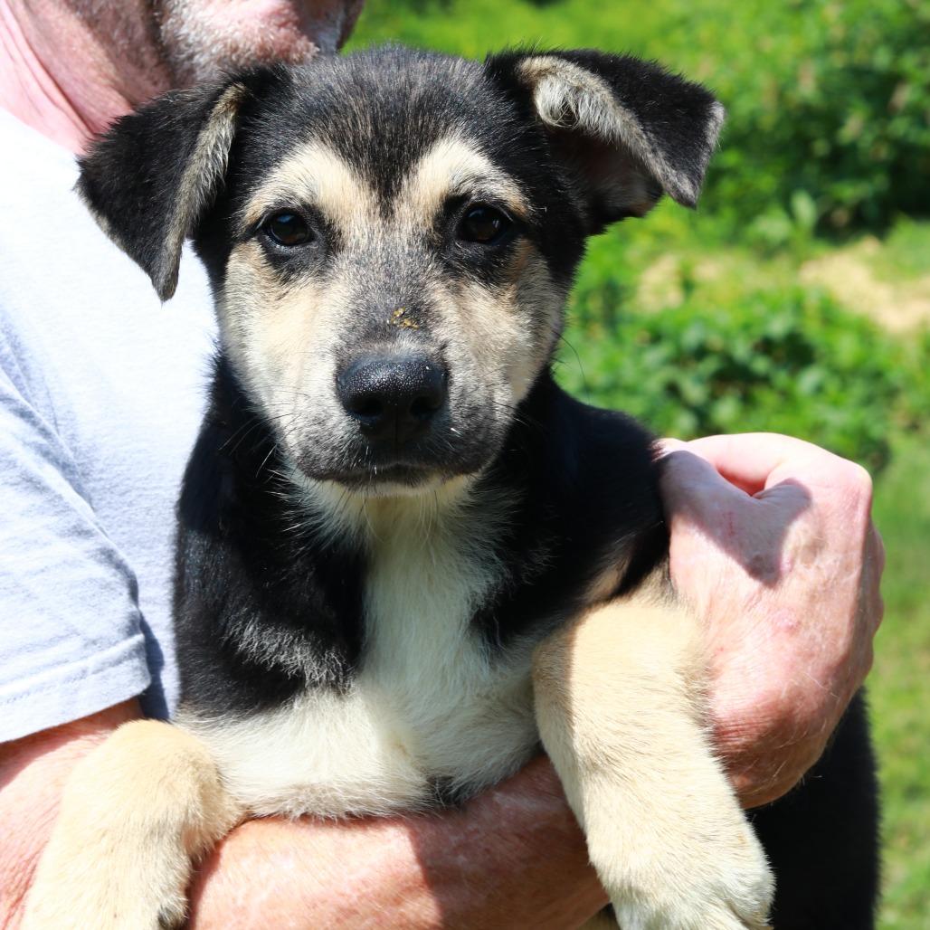 CT Jack, a Adoptable mixed breed in Stormville, NY image 2/4