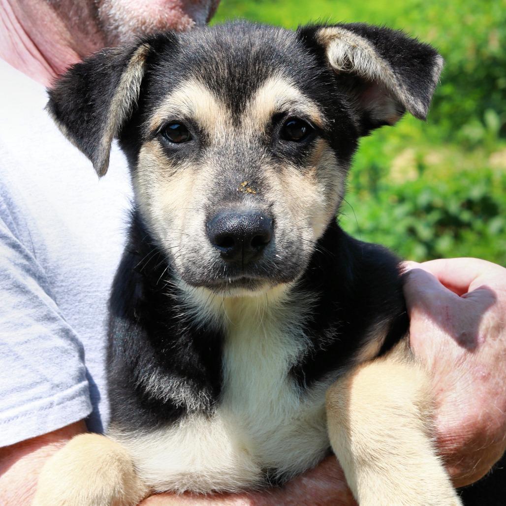 CT Jack, a Adoptable mixed breed in Stormville, NY image 3/4