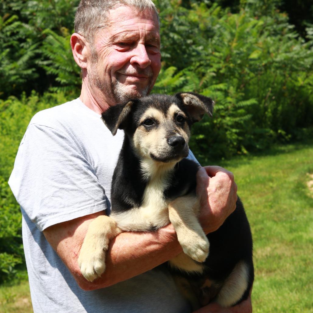 CT Jack, a Adoptable mixed breed in Stormville, NY image 4/4