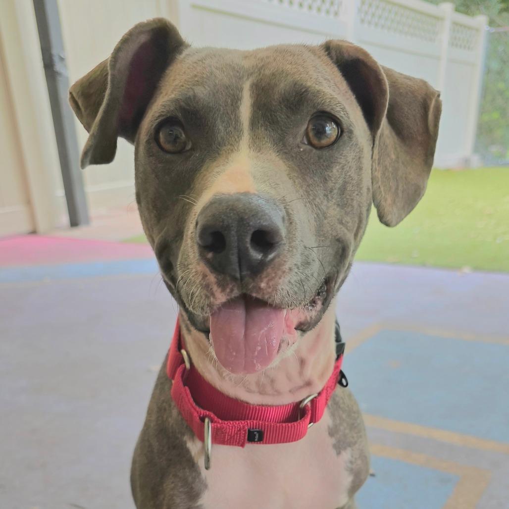 Denim, a Adoptable Mixed Breed in Titusville, FL image 1/5