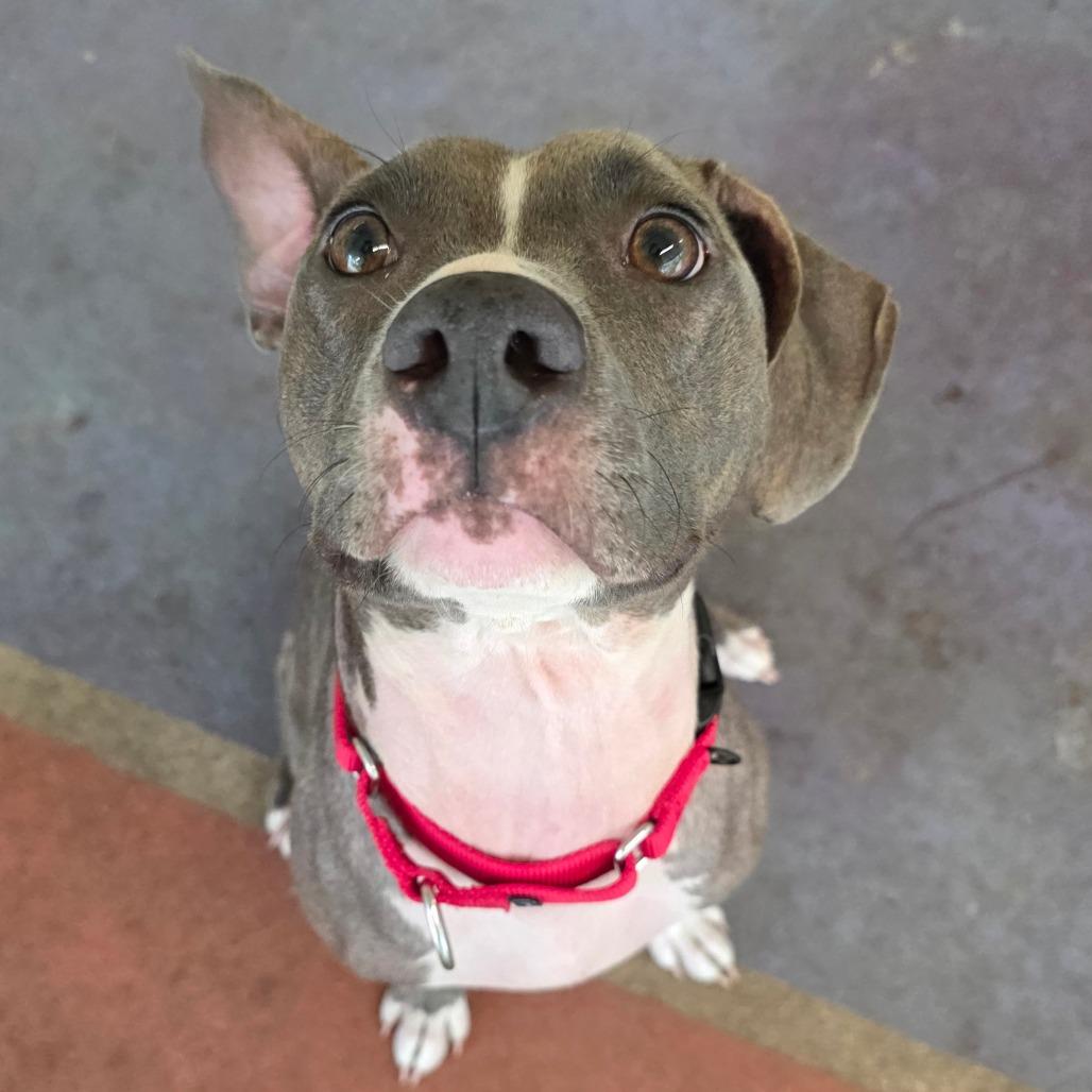 Denim, a Adoptable Mixed Breed in Titusville, FL image 2/5