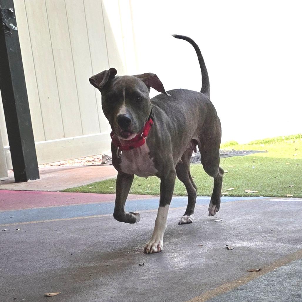 Denim, a Adoptable Mixed Breed in Titusville, FL image 3/5