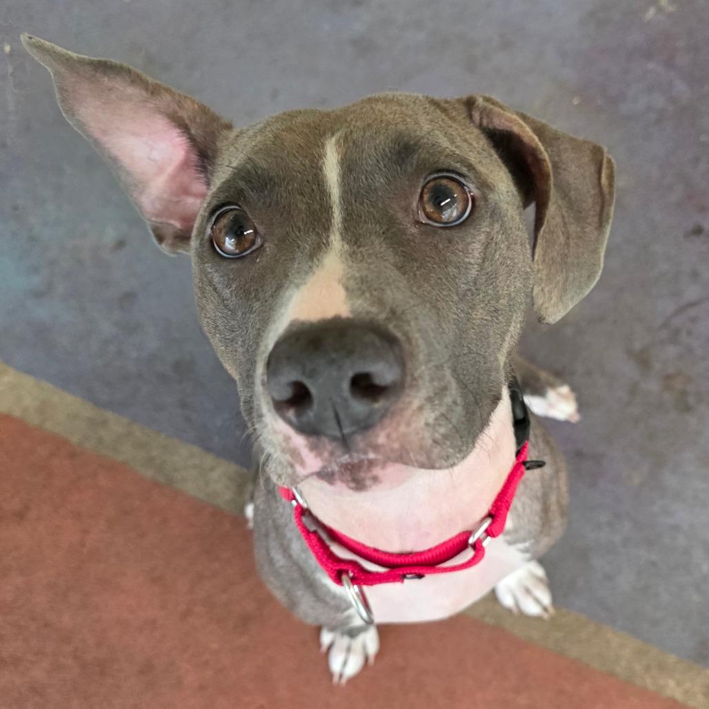 Denim, a Adoptable Mixed Breed in Titusville, FL image 4/5