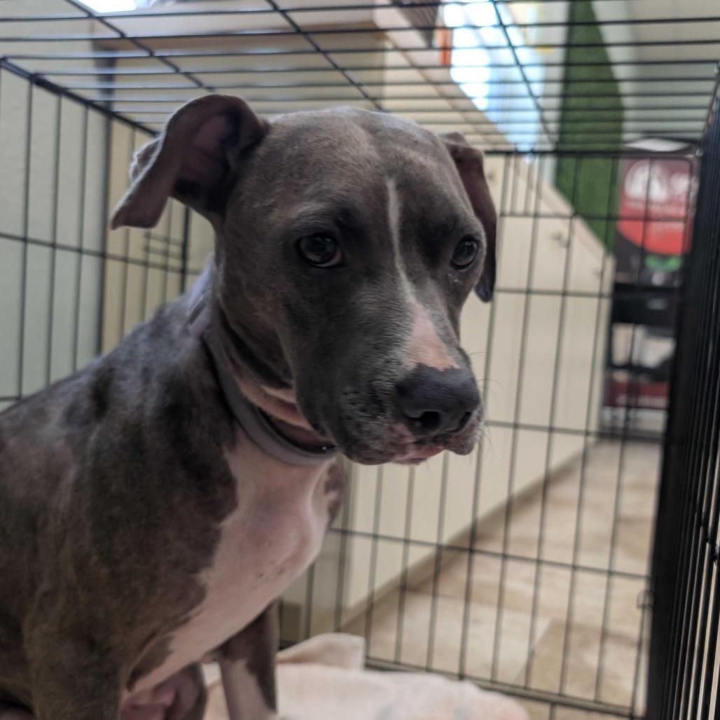 Denim, a Adoptable Mixed Breed in Titusville, FL image 5/5