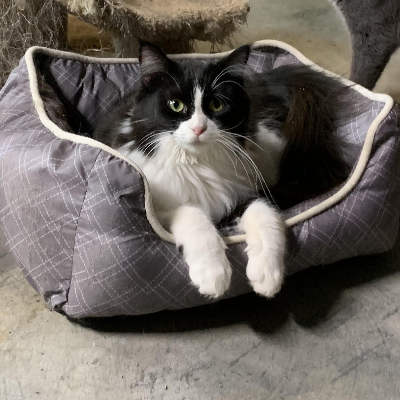 Enlarge Jordan, a Adoptable Domestic Long Hair in Stockholm, WI image 1/6