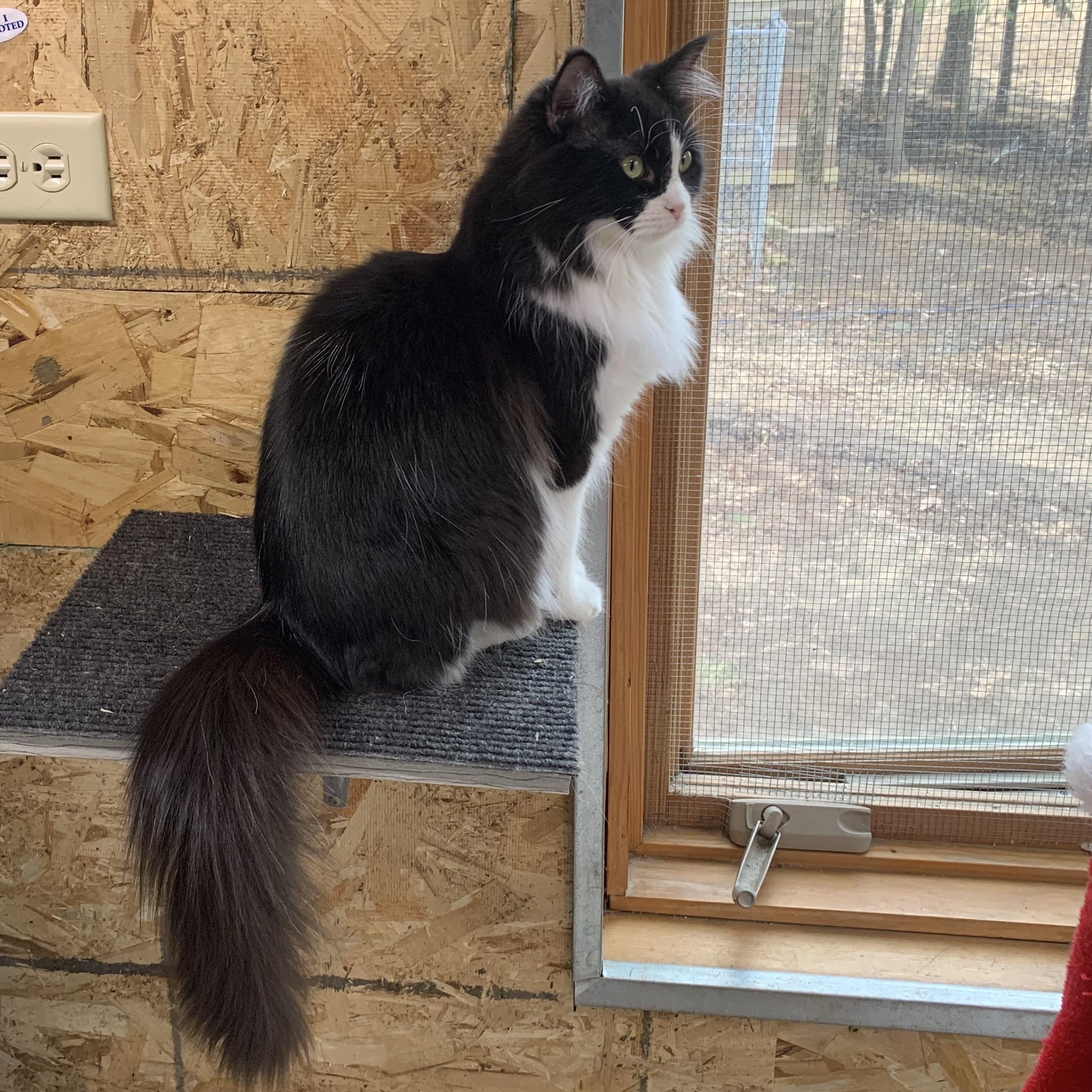 Enlarge Jordan, a Adoptable Domestic Long Hair in Stockholm, WI image 5/6