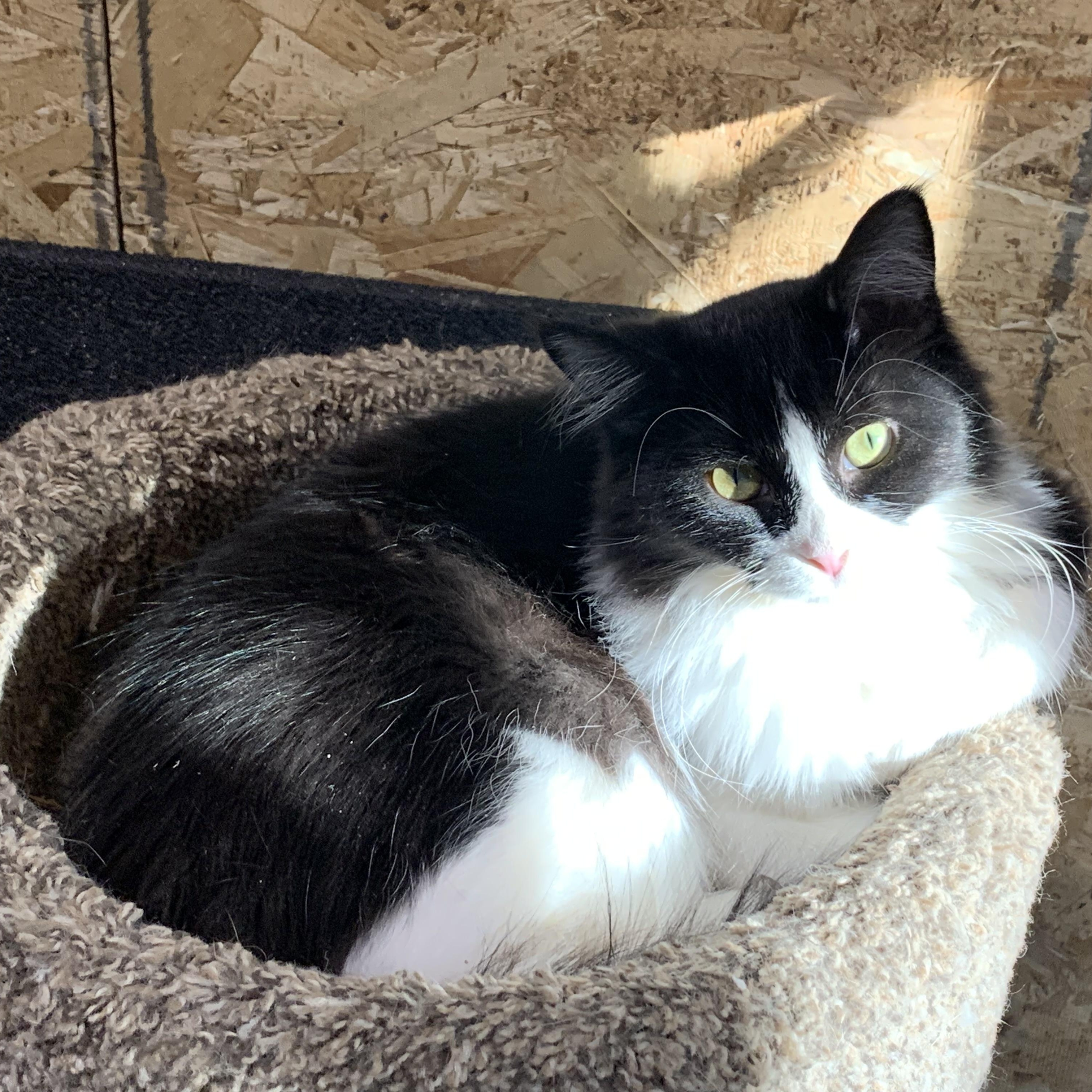 Enlarge Jordan, a Adoptable Domestic Long Hair in Stockholm, WI image 2/6