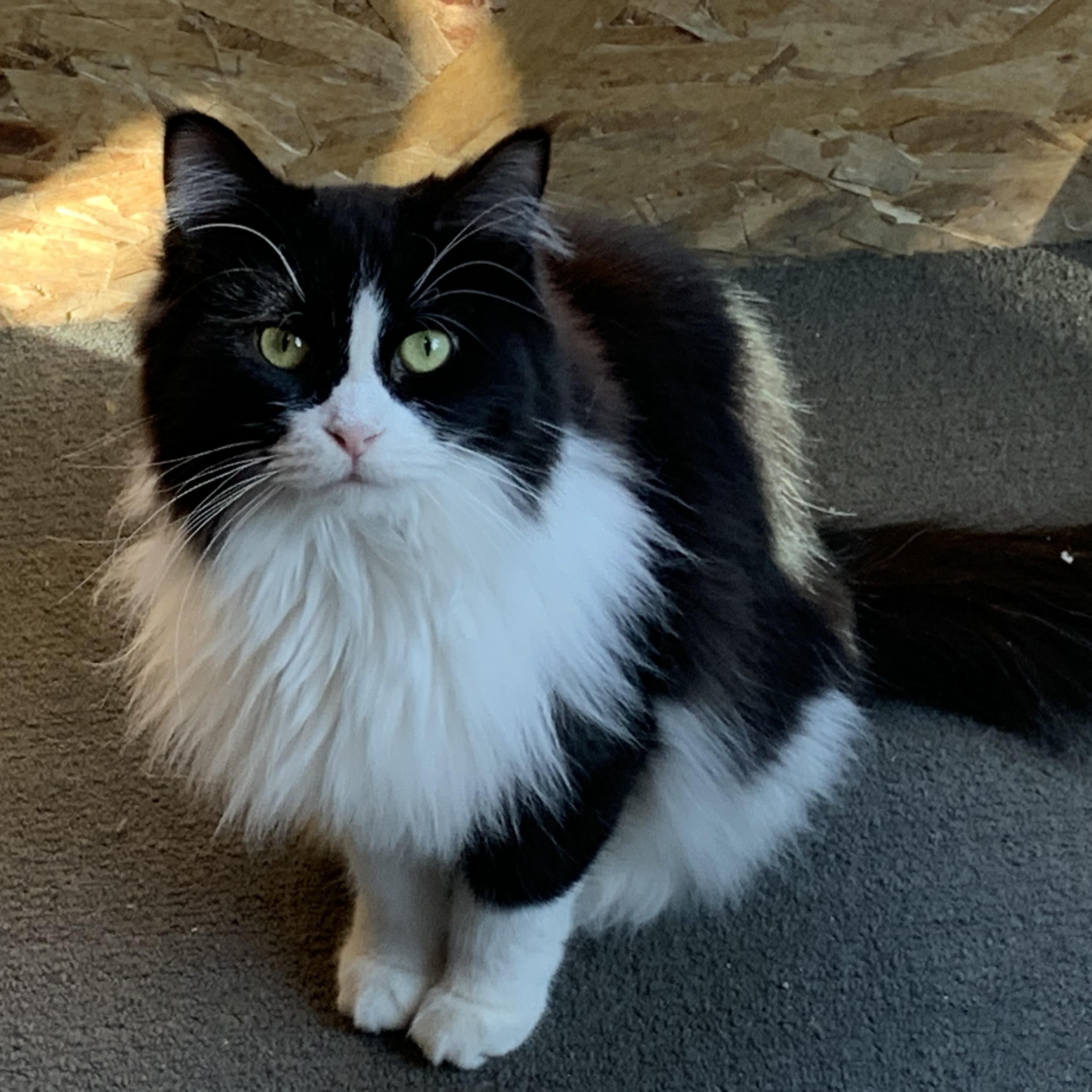 Enlarge Jordan, a Adoptable Domestic Long Hair in Stockholm, WI image 3/6