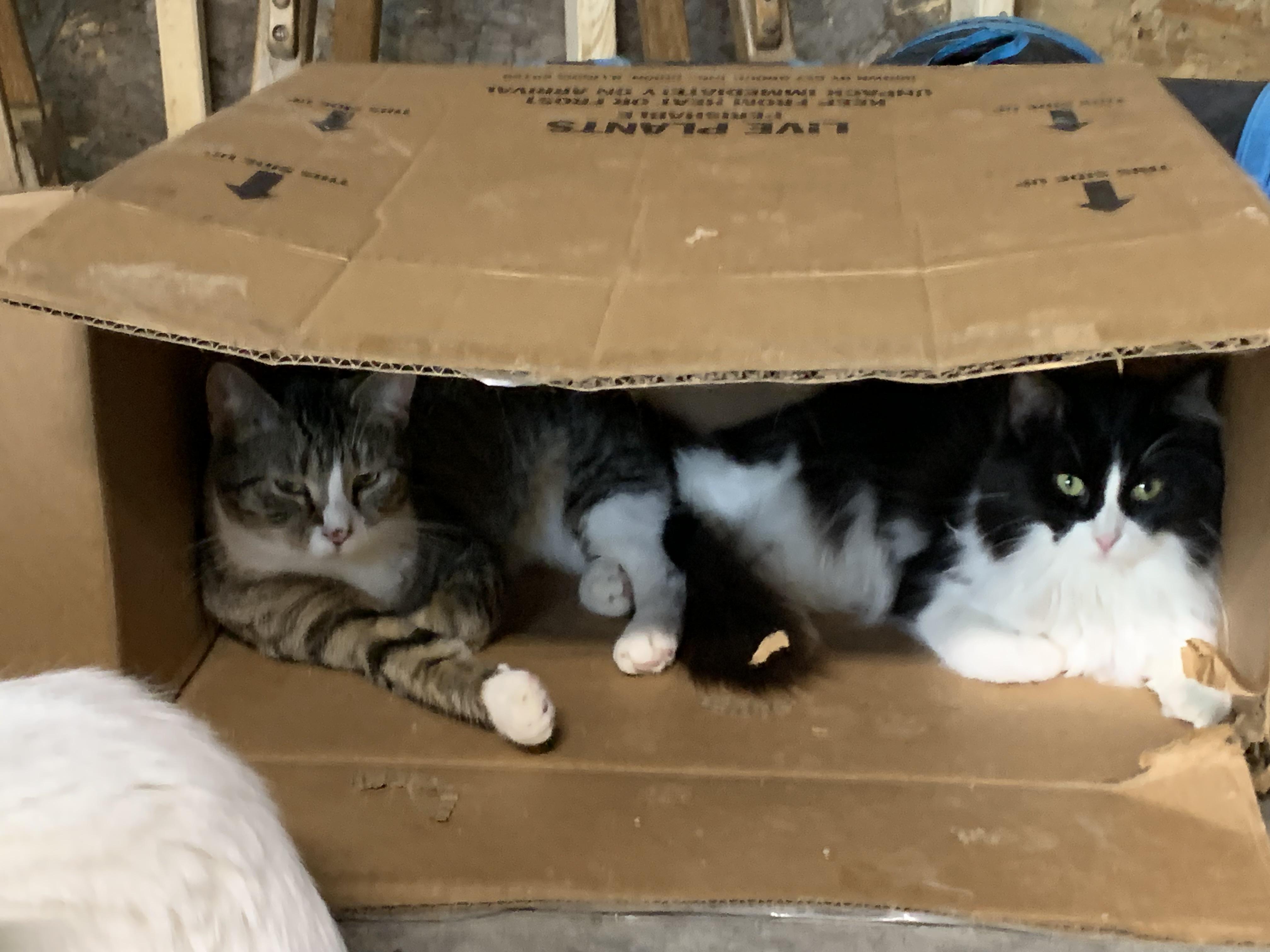 Enlarge Jordan, a Adoptable Domestic Long Hair in Stockholm, WI image 4/6