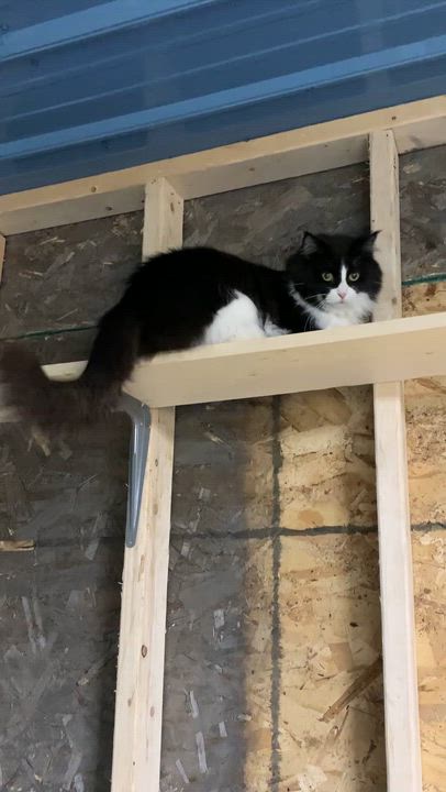 Enlarge Jordan, a Adoptable Domestic Long Hair in Stockholm, WI video 6/6