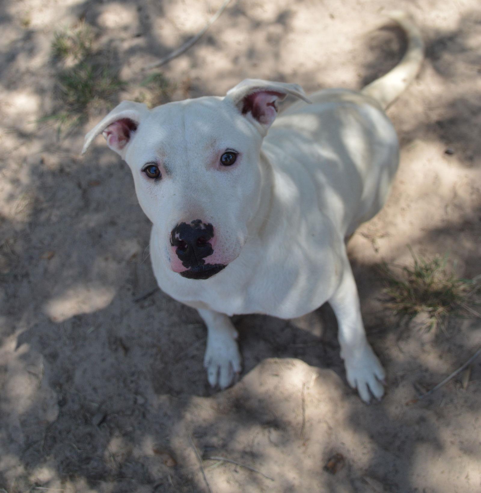 J.J., a Adoptable Pit Bull Terrier in Gun Barrel City, TX image 1/2