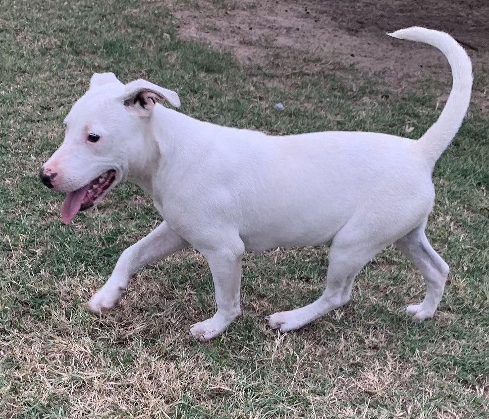 J.J., a Adoptable Pit Bull Terrier in Gun Barrel City, TX image 2/2