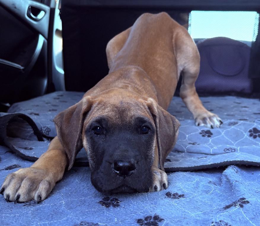 Magnolia-Maggie, ADOPTABLE, Puppy Female Great Dane & Bullmastiff.