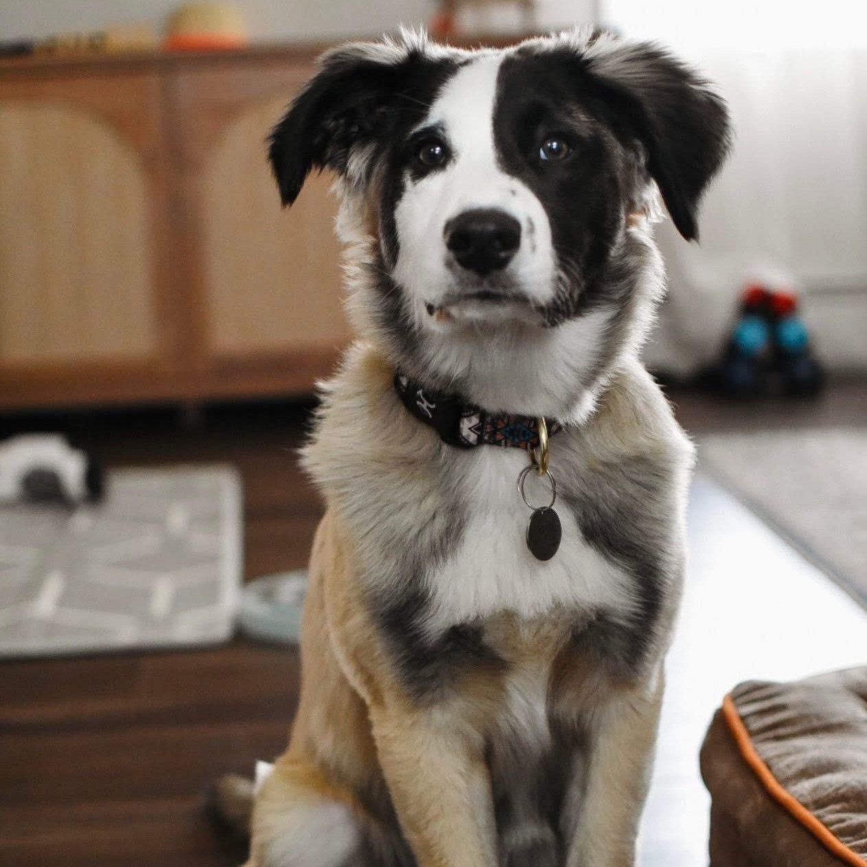 Enlarge Ollie, an adopted mixed breed in East Hartford, CT image 1/5