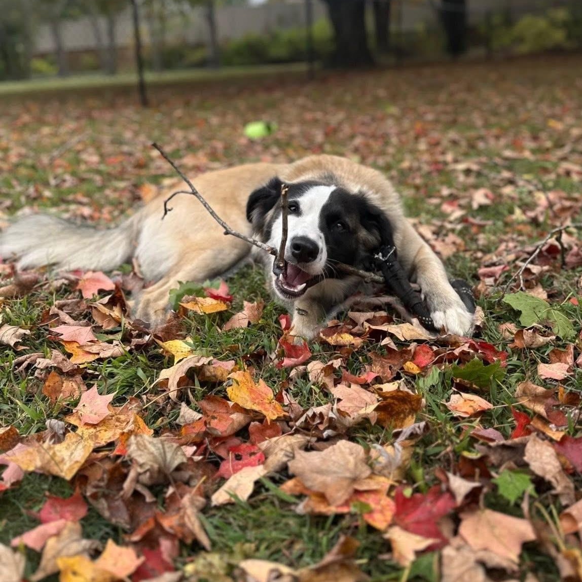 Enlarge Ollie, an adopted mixed breed in East Hartford, CT image 4/5