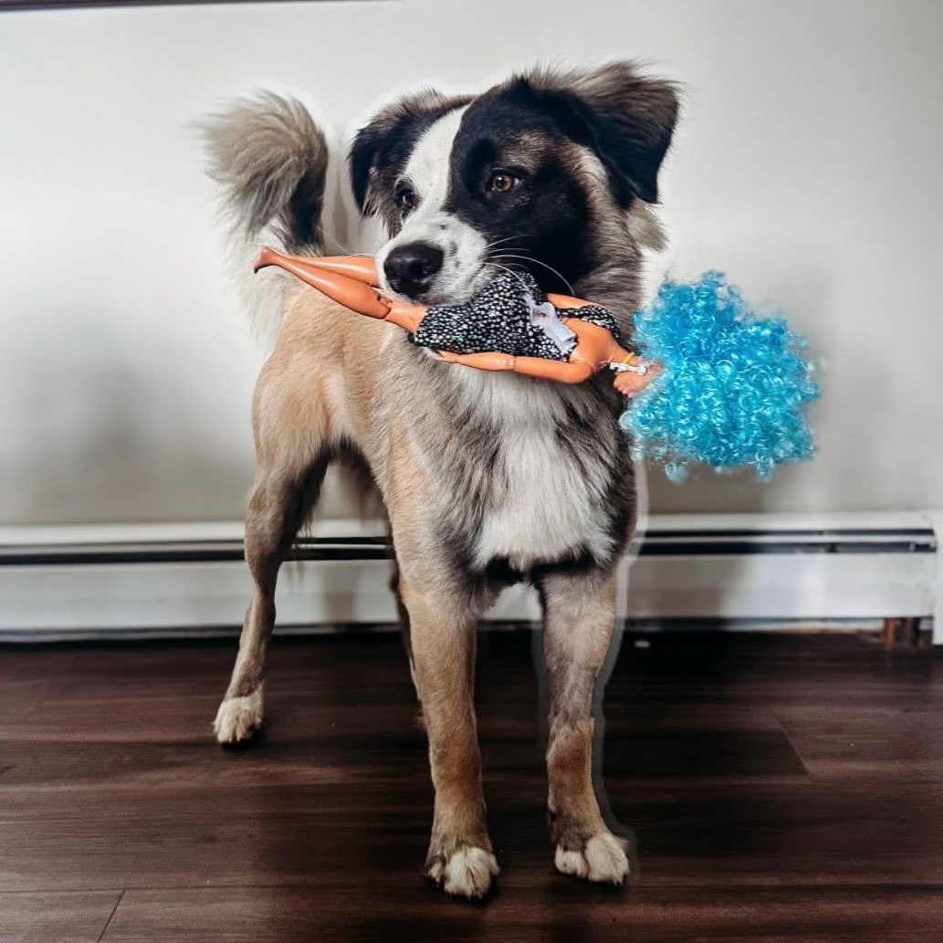 Enlarge Ollie, an adopted mixed breed in East Hartford, CT image 3/5